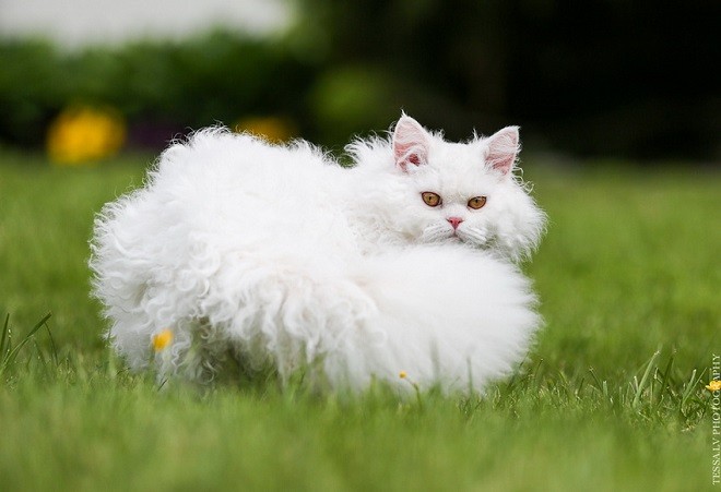 Белая кошка в доме: разные толкования примет
