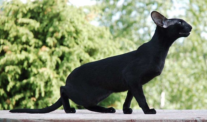Черная кошка перебежала дорогу: не повезет или будет удача
