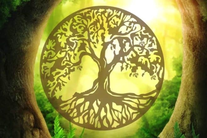 Гороскоп друидов: как получить заряд энергии у деревьев
