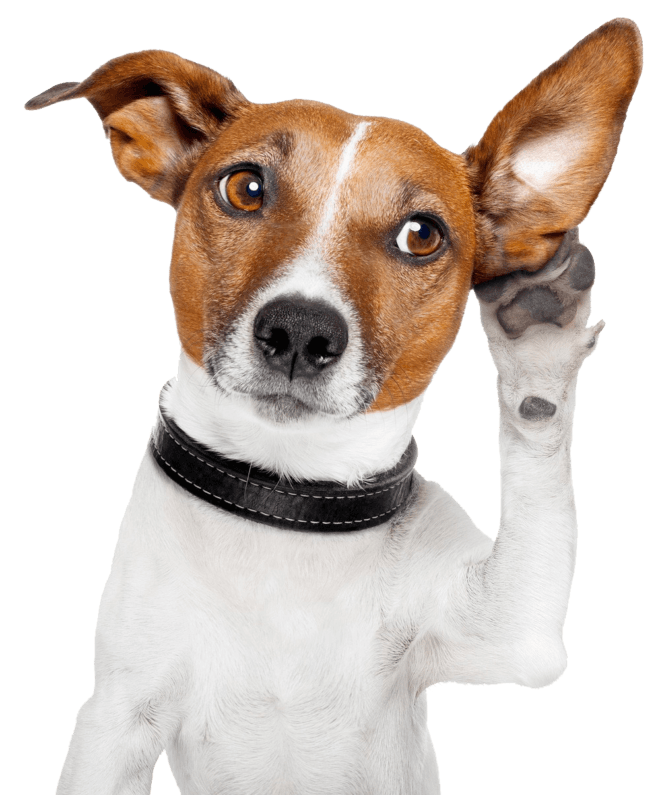 К чему воет собака: причины поведения и толкование приметы