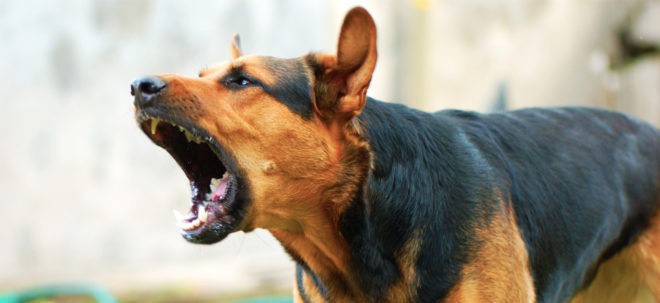 К чему воет собака: причины поведения и толкование приметы