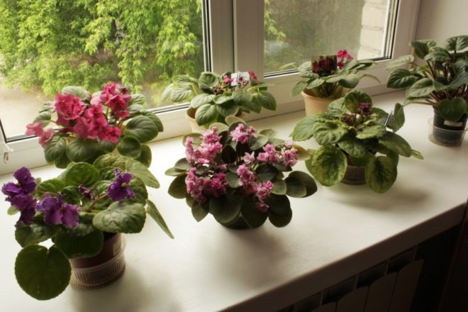 Комнатные растения для счастья в доме, народные приметы