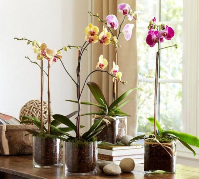 Можно ли держать дома орхидеи: приметы и суеверия