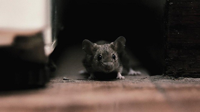Мышь в доме, квартире: приметы и их значение