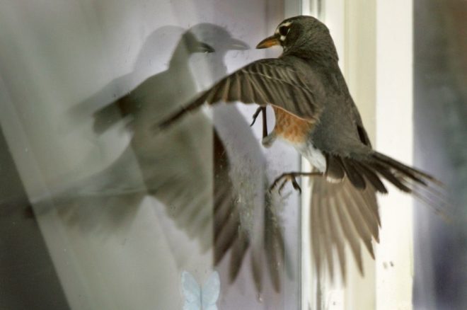 Птица бьется в стекло: примета к несчастью или нежданной радости