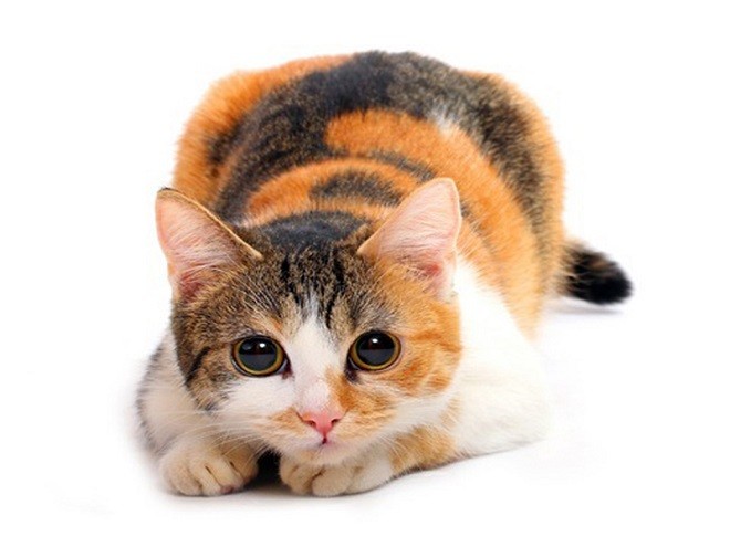 Трехцветная кошка в доме: примета, приносящая счастье