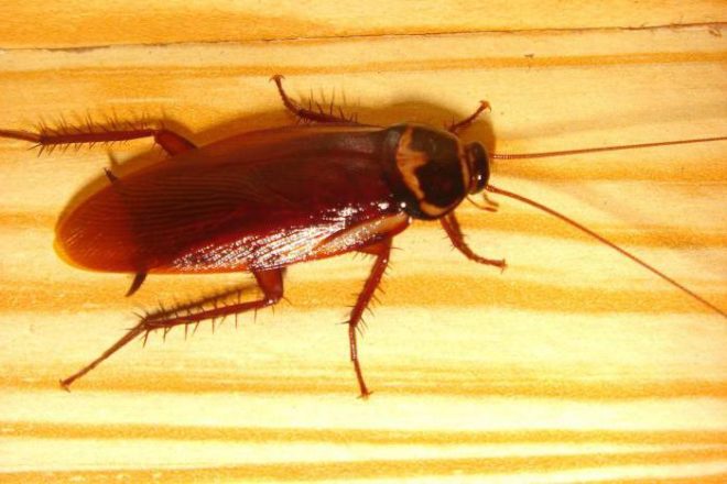 Заговор от тараканов: как избавиться навсегда в домашних условиях